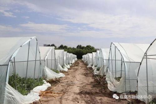 临夏的吃瓜视频,感受当地美食魅力