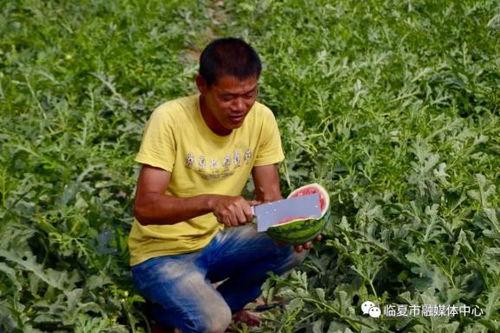 临夏的吃瓜视频,感受当地美食魅力