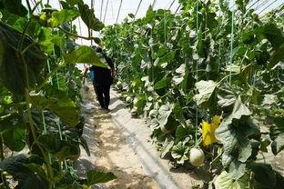 临夏的吃瓜视频,感受当地美食魅力