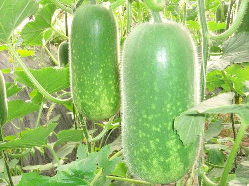 610吃瓜,一场网络热传的趣味事件