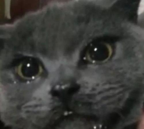 叶小喵吃黑瓜,叶小喵的奇幻黑瓜之旅