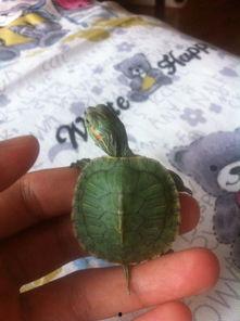 小乌龟吃鸡瓜,小乌龟的鸡瓜美食之旅