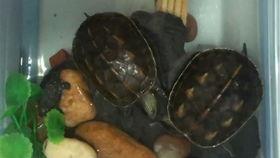 小乌龟吃鸡瓜,小乌龟的鸡瓜美食之旅