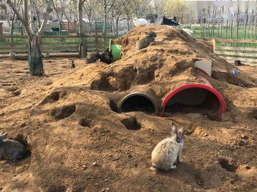 狡兔三窟吃瓜,揭秘吃瓜群众的智慧与策略