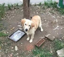 狗肉馆吃瓜,吃瓜群众眼中的争议之地