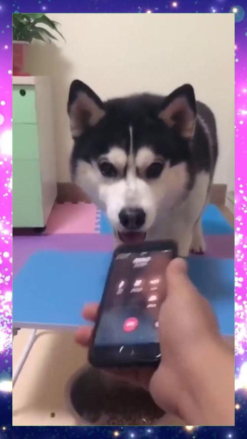 狗肉馆吃瓜,吃瓜群众眼中的争议之地