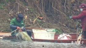 稻田吃瓜蚊子,夏日田园生态趣谈