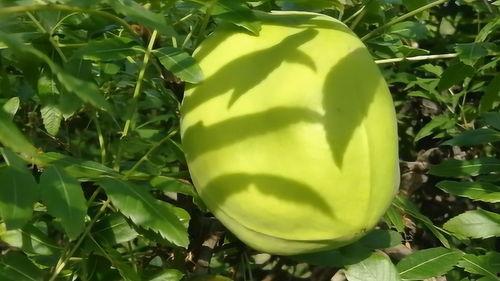 带你吃瓜野生,带你领略“吃瓜群众”的趣味生活