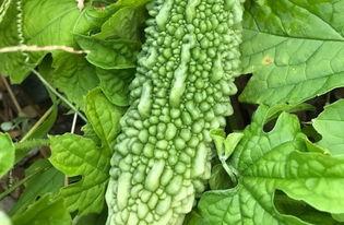 带你吃瓜野生,带你领略“吃瓜群众”的趣味生活