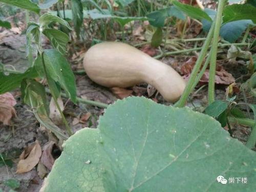 桐乡市吃瓜,瓜果飘香,品味夏日田园风情