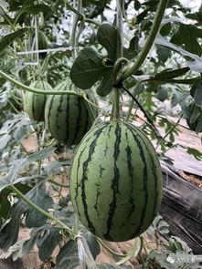 上高网红吃瓜,揭秘背后真相与网络舆论风暴