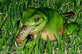 瓜迪迪吃青蛙,勇敢尝试背后的勇气与智慧