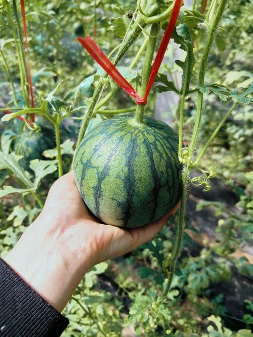 人类扔树叶吃瓜,人类智慧的绿色食源探索