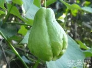 吃佛手瓜声控,倾听自然的美食旋律