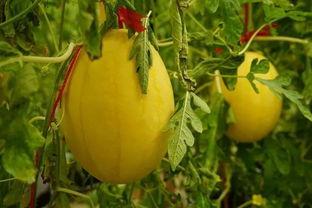 梦阁吃瓜群,揭秘网络社交圈的趣味与争议