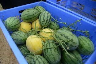 梦阁吃瓜群,揭秘网络社交圈的趣味与争议