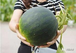 梦阁吃瓜群,揭秘网络社交圈的趣味与争议