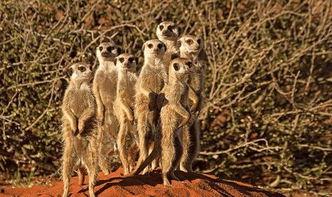 狐獴吃瓜群众,狐獴视角下的吃瓜群众众生相