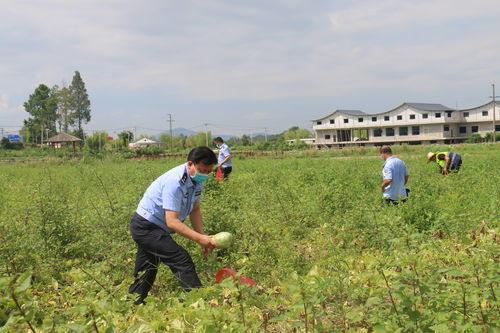 吃瓜基地社,网络舆论场中的“瓜田”风云