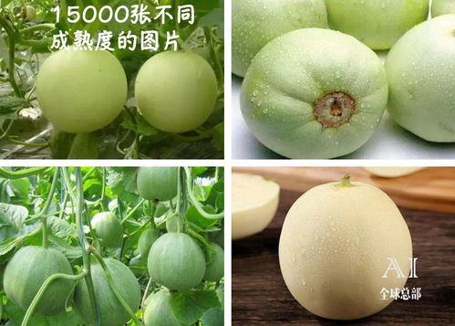 抖音吃瓜的瓜有哪些,盘点热门吃瓜事件