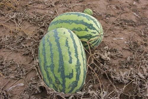 小99吃瓜,揭秘娱乐圈那些不为人知的幕后故事