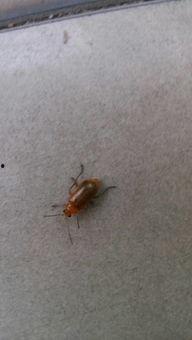 吃瓜叶的虫子,探究那些吞噬瓜叶的神秘生物