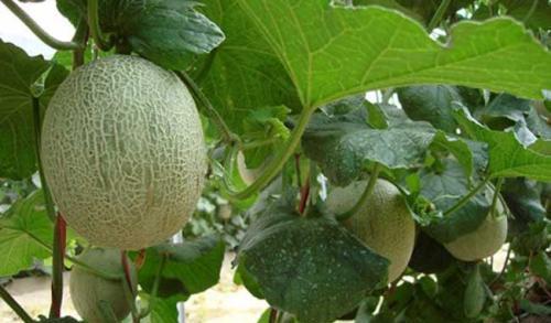 夜里吃哈密瓜,甜蜜哈密瓜,唤醒味蕾的夜晚佳品